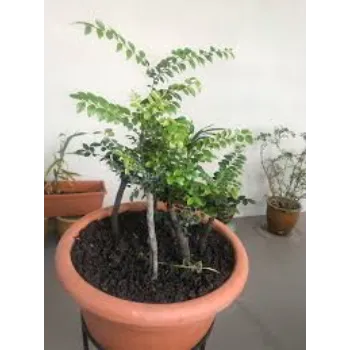 Unique Red Sandalwood Plants